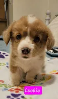 Cookie, a female Cardigan Welsh Corgi and Pembroke Welsh Corgi for sale in Torrington, WY – Photo 1 of 3