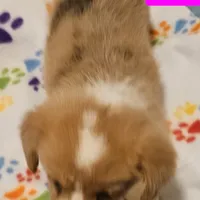 Cookie, a female Cardigan Welsh Corgi and Pembroke Welsh Corgi for sale in Torrington, WY – Photo 2 of 3