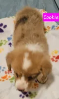 Cookie, a female Cardigan Welsh Corgi and Pembroke Welsh Corgi for sale in Torrington, WY – Photo 2 of 3