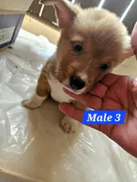 Scout , a male Pembroke Welsh Corgi for sale in Torrington, WY – 3 of 3