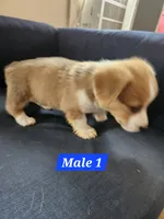 Teddy , a male Pembroke Welsh Corgi for sale in Torrington, WY – 3 of 3