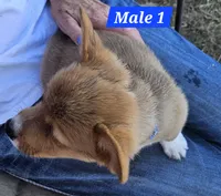 Scout , a male Pembroke Welsh Corgi for sale in Torrington, WY – 4 of 4