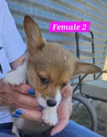 Roxy, a female Pembroke Welsh Corgi for sale in Torrington, WY – 1 of 4