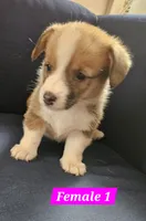 Luna, a female Pembroke Welsh Corgi for sale in Torrington, WY – 3 of 3