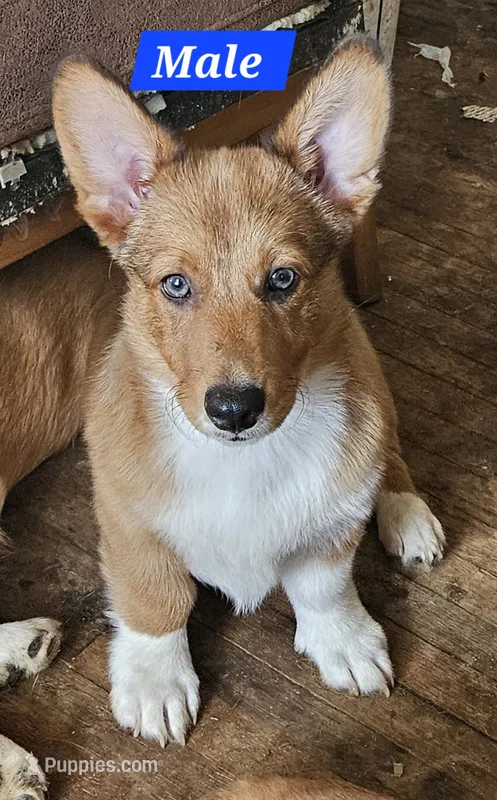Rusty  – Cardigan Welsh Corgi, Pembroke Welsh Corgi puppy for sale in Torrington, WY