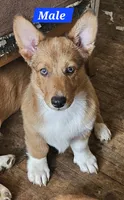 Rusty , a male Cardigan Welsh Corgi and Pembroke Welsh Corgi for sale in Torrington, WY – 1 of 3