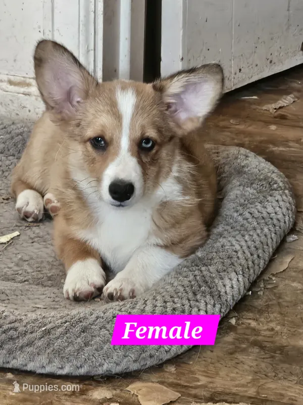 Sierra  – Cardigan Welsh Corgi, Pembroke Welsh Corgi puppy for sale in Torrington, WY