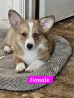 Sierra , a female Cardigan Welsh Corgi and Pembroke Welsh Corgi for sale in Torrington, WY – 1 of 8