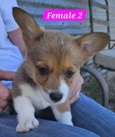 Roxy, a female Pembroke Welsh Corgi for sale in Torrington, WY – 3 of 4