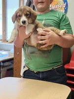 Mable, a female Cardigan Welsh Corgi and Pembroke Welsh Corgi for sale in Torrington, WY – 5 of 6