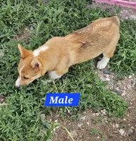 Bailey , a male Pembroke Welsh Corgi for sale in Torrington, WY – 4 of 5