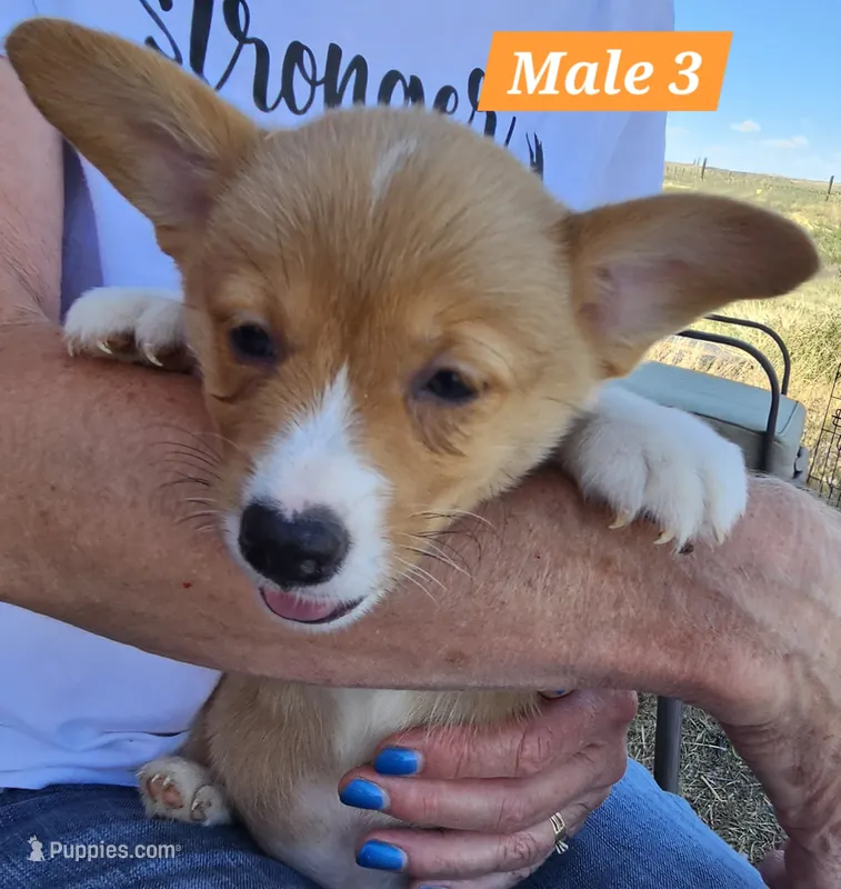 Billy  – Pembroke Welsh Corgi puppy for sale in Torrington, WY