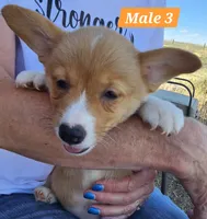 Billy , a male Pembroke Welsh Corgi for sale in Torrington, WY – 1 of 3