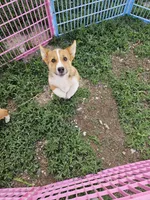 Bailey , a male Pembroke Welsh Corgi for sale in Torrington, WY – 3 of 5