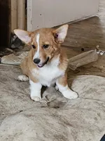 Jasper , a male Pembroke Welsh Corgi for sale in Torrington, WY – 3 of 3