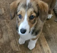 Mable, a female Cardigan Welsh Corgi and Pembroke Welsh Corgi for sale in Torrington, WY – 3 of 6