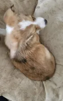 Sierra , a female Cardigan Welsh Corgi and Pembroke Welsh Corgi for sale in Torrington, WY – 8 of 8