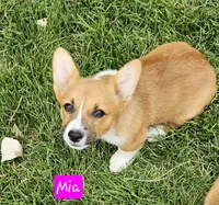 Mia, a female Pembroke Welsh Corgi for sale in Torrington, WY – Photo 3 of 4
