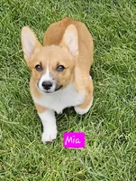 Mia, a female Pembroke Welsh Corgi for sale in Torrington, WY – Photo 2 of 4