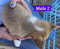 Jasper , a male Pembroke Welsh Corgi for sale in Torrington, WY – 4 of 4