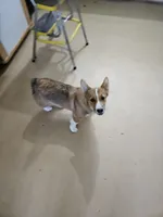 Bailey , a male Pembroke Welsh Corgi for sale in Torrington, WY – 2 of 5