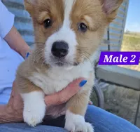 Jasper , a male Pembroke Welsh Corgi for sale in Torrington, WY – 3 of 4