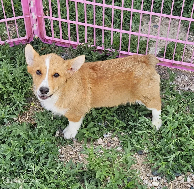 Jasper  – Pembroke Welsh Corgi puppy for sale in Torrington, WY