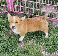 Jasper , a male Pembroke Welsh Corgi for sale in Torrington, WY – 1 of 3