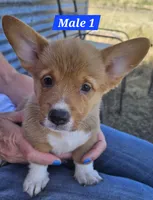Scout , a male Pembroke Welsh Corgi for sale in Torrington, WY – 2 of 4