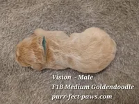 Vision F1B Medium Goldendoodle, a male Goldendoodle for sale in Huntington, IN – 4 of 4