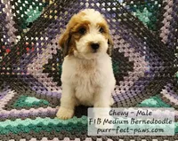 Chewy F1B Medium Bernedoodle, a male Bernedoodle and Poodle - Standard  for sale in Huntington, IN – 2 of 9