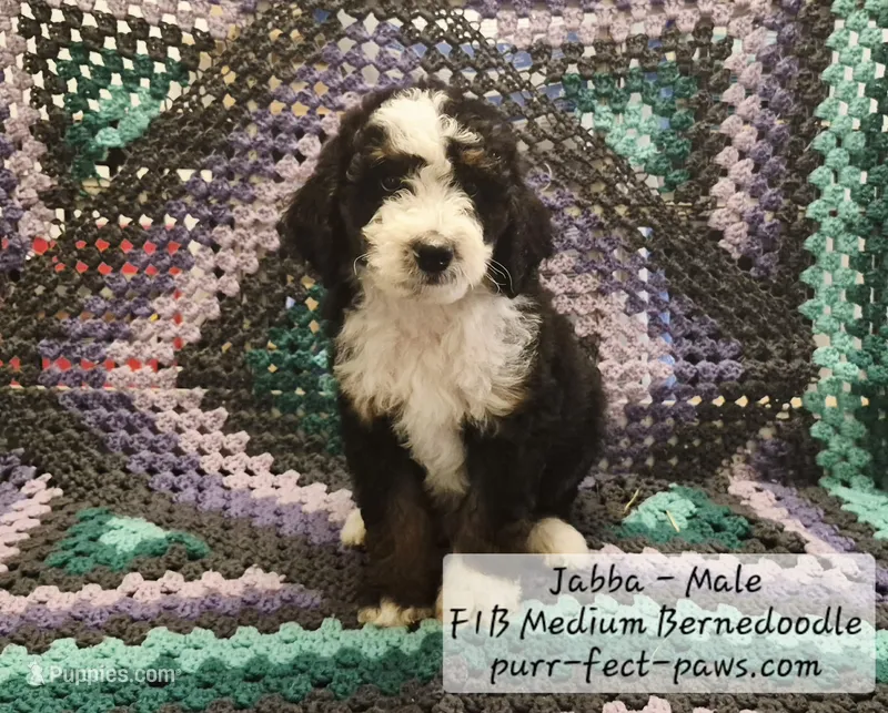 Jabba F1B Medium Bernedoodle – Bernedoodle, Poodle - Standard  puppy for sale in Huntington, IN