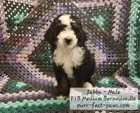 Jabba F1B Medium Bernedoodle, a male Bernedoodle and Poodle - Standard  for sale in Huntington, IN – 1 of 9