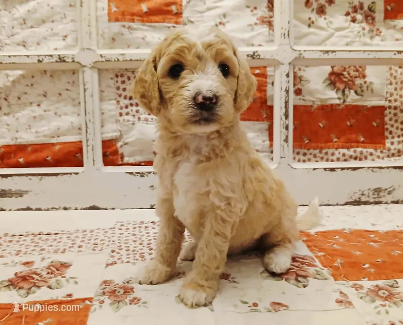 Peggy F1B Medium Goldendoodle – Goldendoodle puppy for sale in Huntington, IN