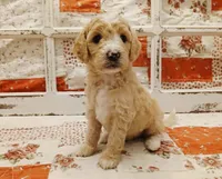 Peggy F1B Medium Goldendoodle, a female Goldendoodle and Poodle - Standard  for sale in Huntington, IN – 1 of 7