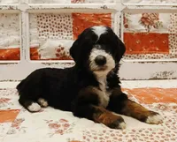 Natasha F1B Medium Goldendoodle, a female Goldendoodle and Poodle - Standard  for sale in Huntington, IN – 1 of 7