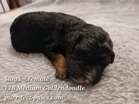 Shuri F1B Medium Goldendoodle, a female Goldendoodle for sale in Huntington, IN – 2 of 4