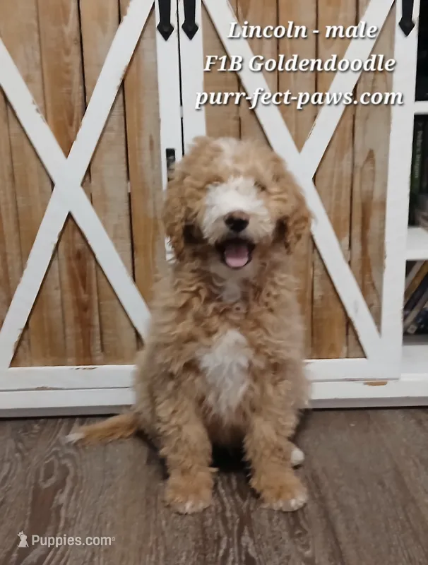 Lincoln - F1B Goldendoodle