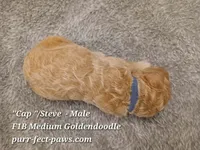 "Cap"/Steve F1B Medium Goldendoodle, a male Goldendoodle for sale in Huntington, IN – 4 of 4
