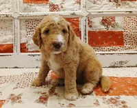 "Cap"/Steve F1B Medium Goldendoodle, a male Goldendoodle and Poodle - Standard  for sale in Huntington, IN – 2 of 7