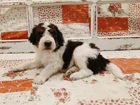 Lucas F1B Medium Bernedoodle, a male Bernedoodle and Poodle - Standard  for sale in Huntington, IN – 2 of 7