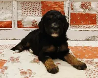 Shuri F1B Medium Goldendoodle, a female Goldendoodle and Poodle - Standard  for sale in Huntington, IN – 1 of 7