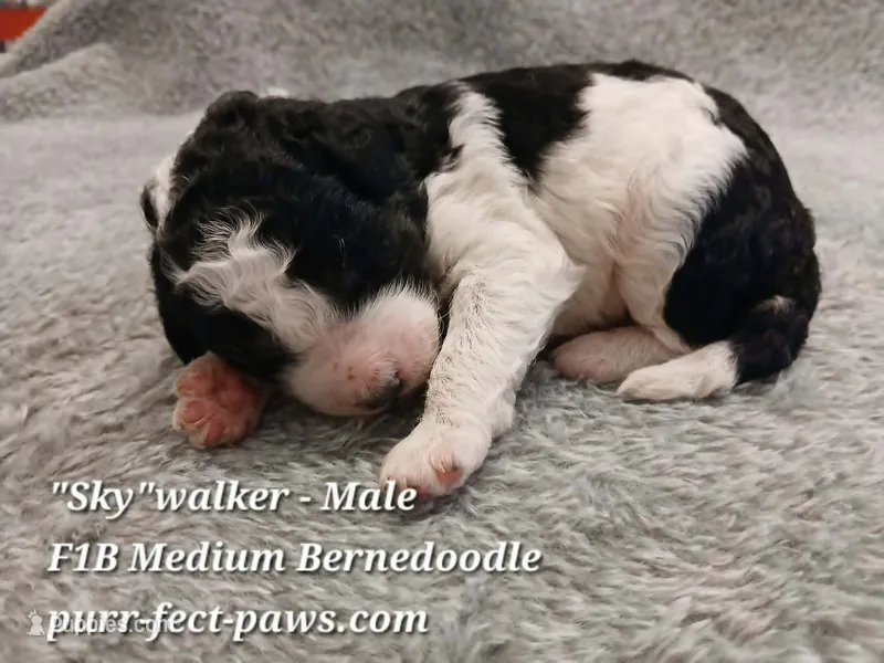 Skywalker F1B Medium Bernedoodle – Bernedoodle puppy for sale in Huntington, IN