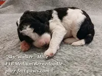 Skywalker F1B Medium Bernedoodle, a male Bernedoodle for sale in Huntington, IN – 1 of 4
