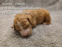 Scarlet F1B Medium Goldendoodle, a female Goldendoodle for sale in Huntington, IN – 2 of 4