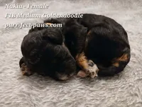Nakia F1B Medium Goldendoodle, a female Goldendoodle for sale in Huntington, IN – 3 of 4