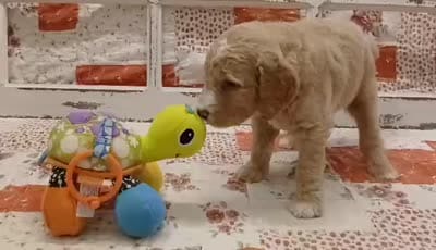 "Cap"/Steve F1B Medium Goldendoodle, a male Goldendoodle and Poodle - Standard  for sale in Huntington, IN – 3 of 7