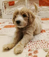Vision F1B Medium Goldendoodle, a male Goldendoodle and Poodle - Standard  for sale in Huntington, IN – 2 of 7