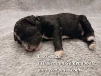 Loki F1B Medium Goldendoodle, a male Goldendoodle for sale in Huntington, IN – 3 of 4