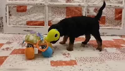 Nakia F1B Medium Goldendoodle, a female Goldendoodle and Poodle - Standard  for sale in Huntington, IN – 3 of 7